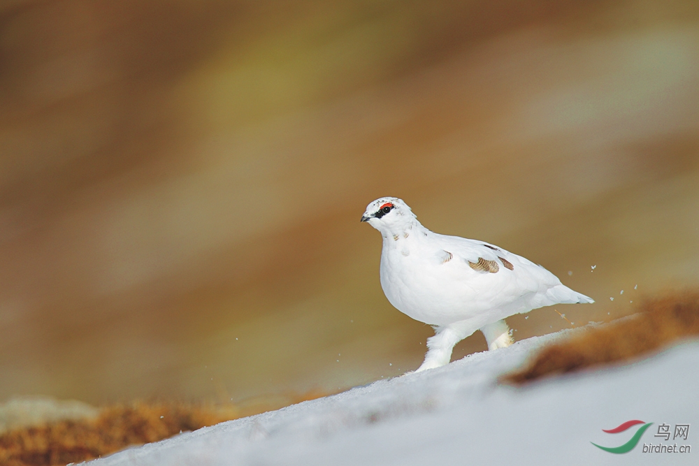 阿尔泰山的雪鸡 - 雉美 Beutiful Pheasant 鸟网