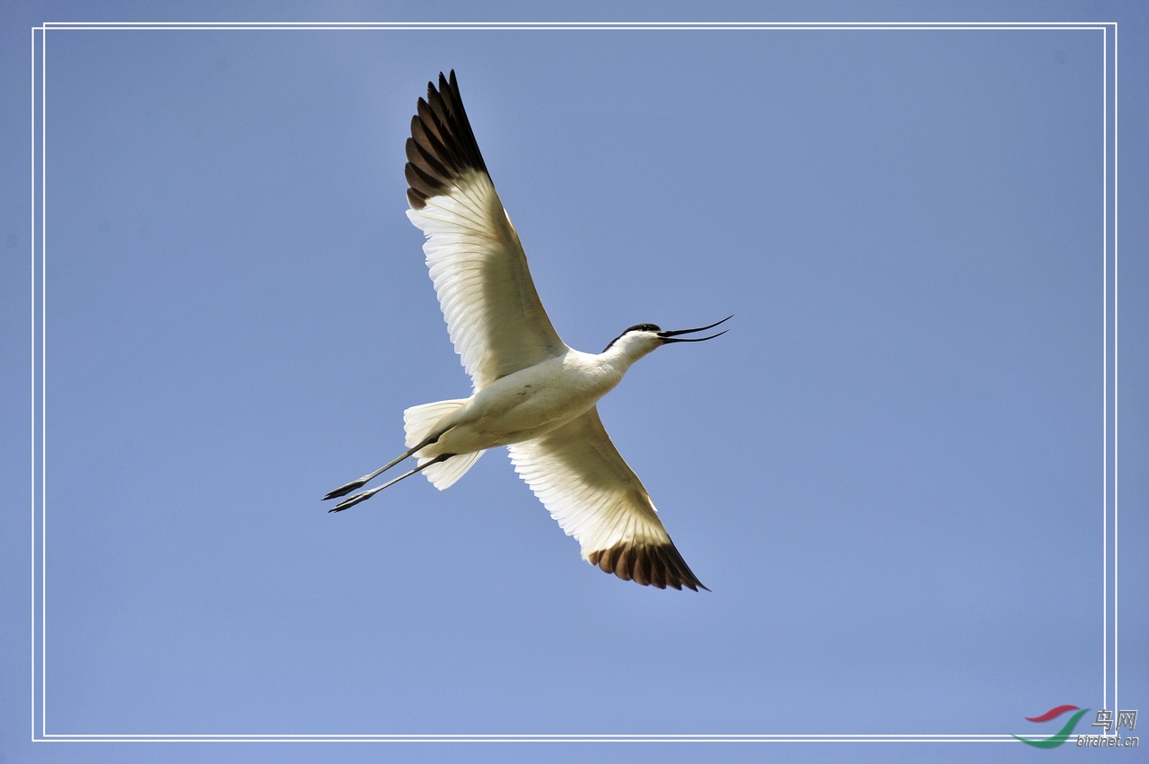 天兔行空 - 我的专辑 鸟网