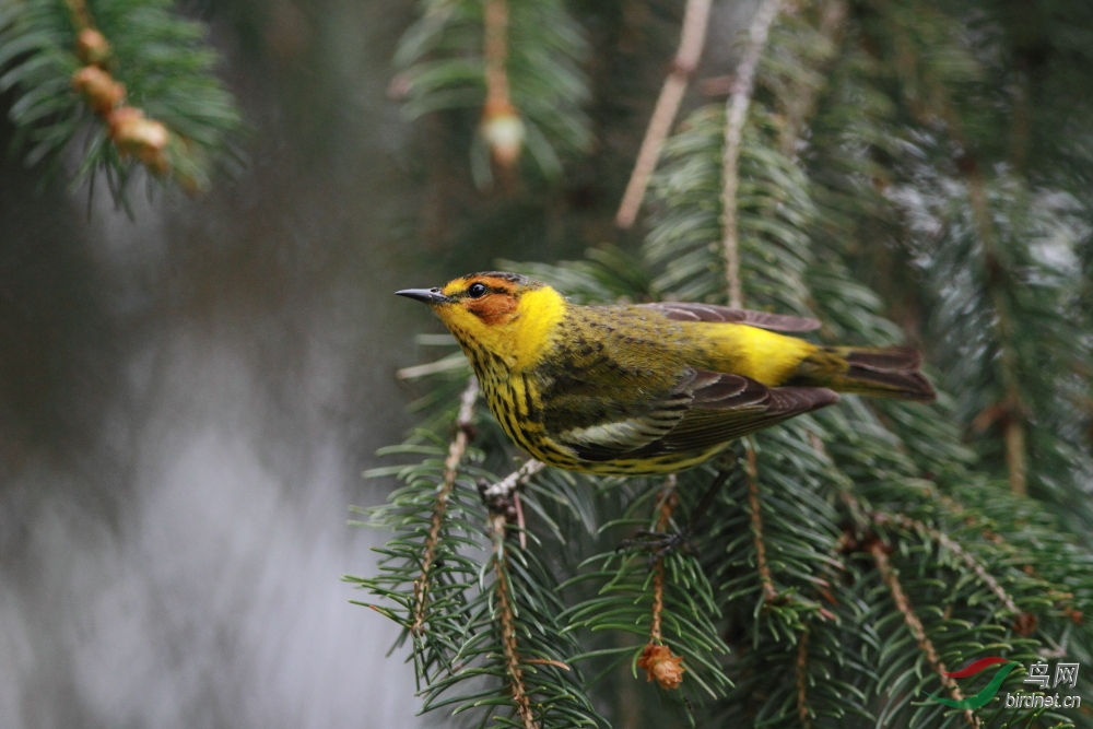 栗颊林莺 cape may warbler