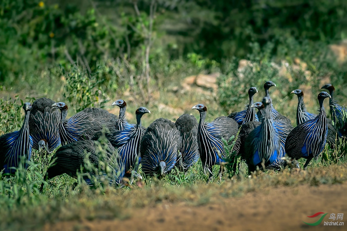 (鹫珠鸡)鹫珠鸡 vulturine guineafowl