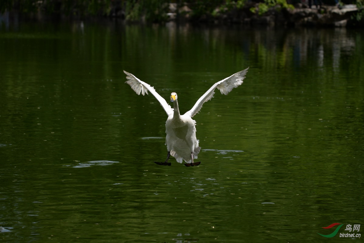 天鹅的软着落 - 水鸟版 Waterbirds 鸟网