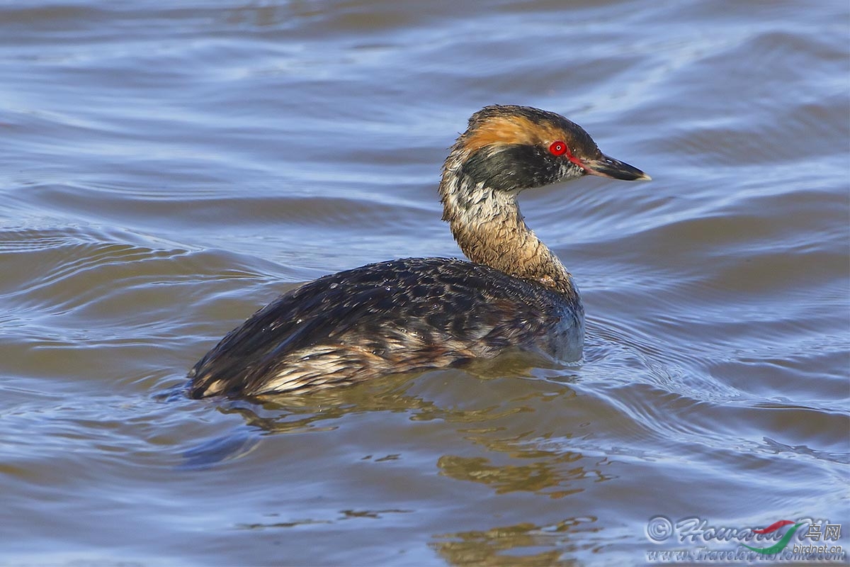 horned grebe 角鸊鷉