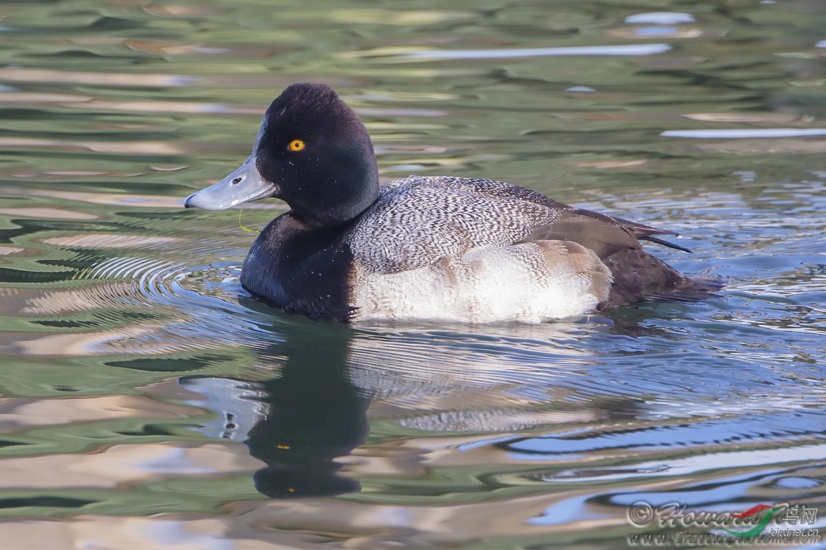 lesser scaup 小潜鸭