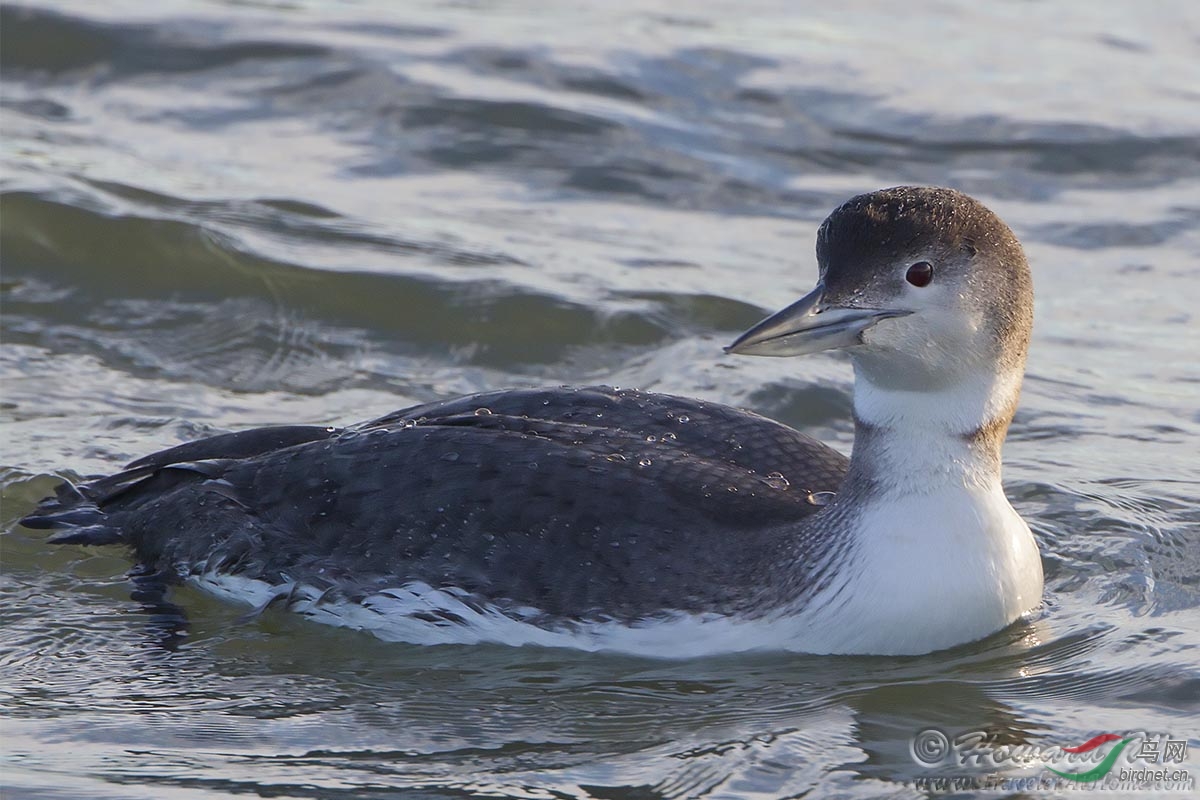 common loon 普通潜鸟