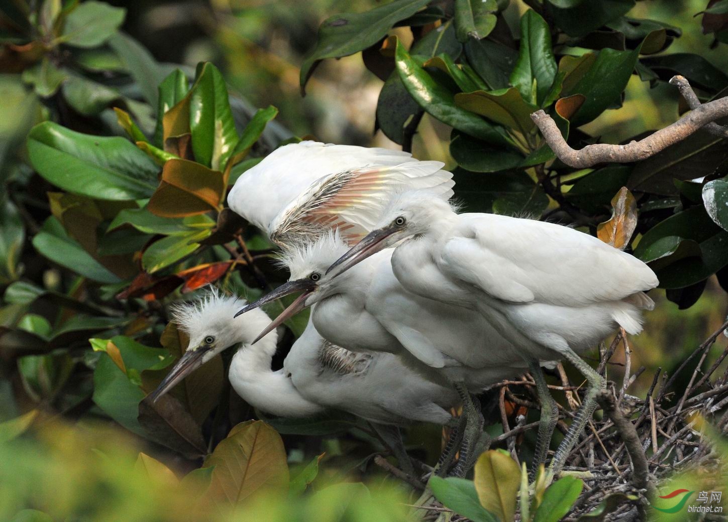 崇明岛百鸟园__ 白鹭