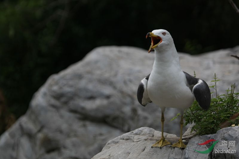 我是美声歌唱家