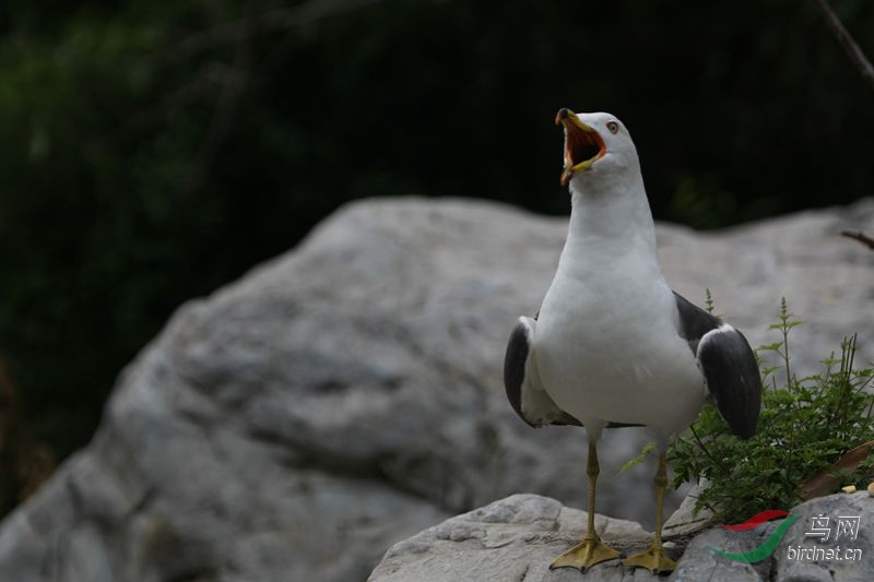 我是美声歌唱家 - 北京版 Beijing 鸟网