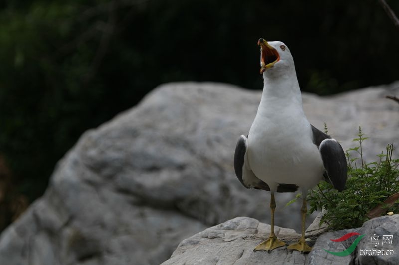 我是美声歌唱家