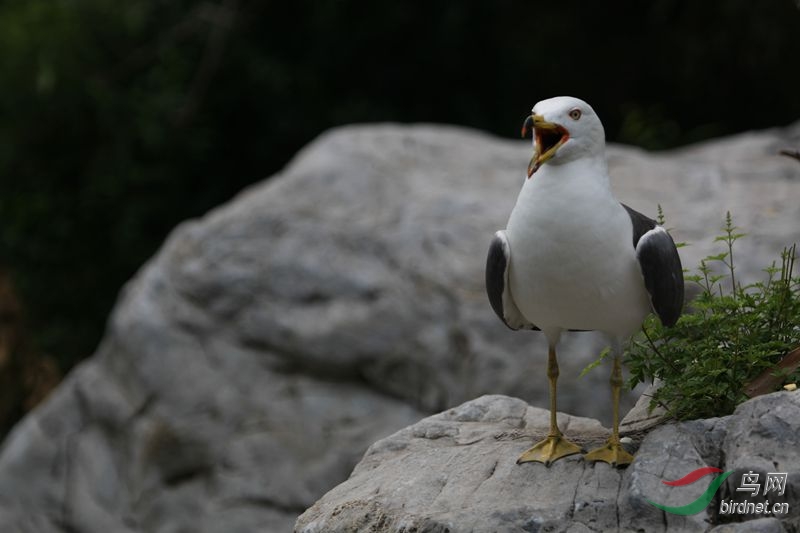 我是美声歌唱家