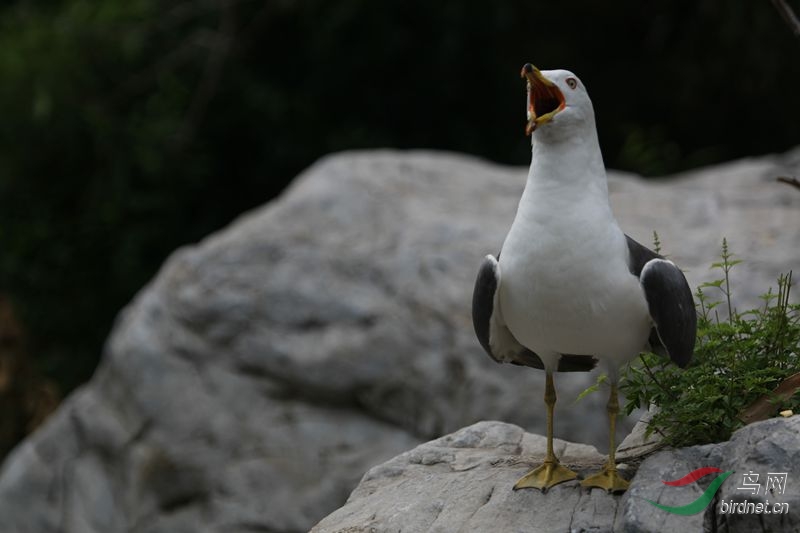 我是美声歌唱家