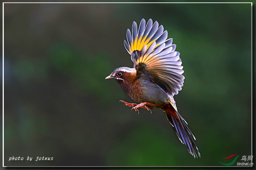 (玉山噪鹛)金翼白眉