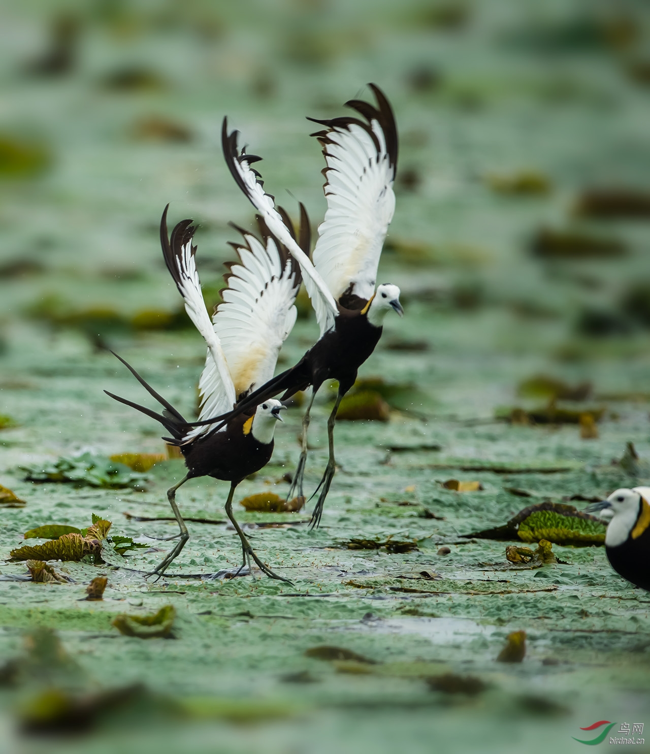 水雉---打斗片 - 北京版 Beijing 鸟网