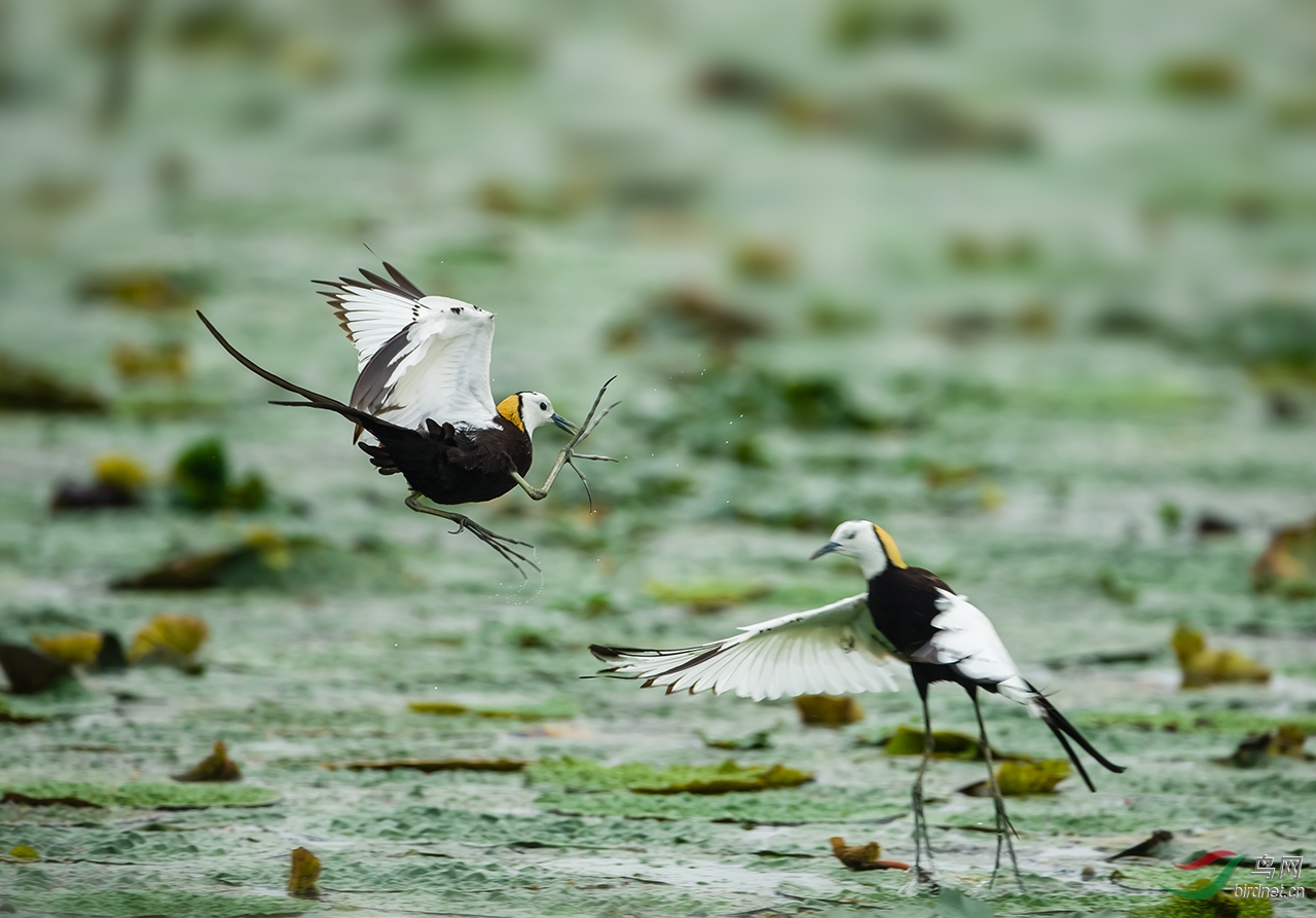 水雉---打斗片 - 北京版 Beijing 鸟网