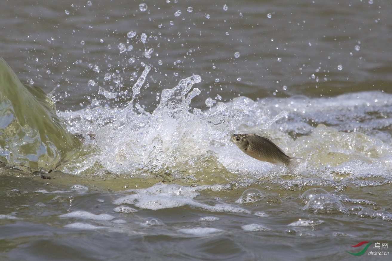 在野鸭湖拍摄到的鲫鱼跳水场景,与大家分享!