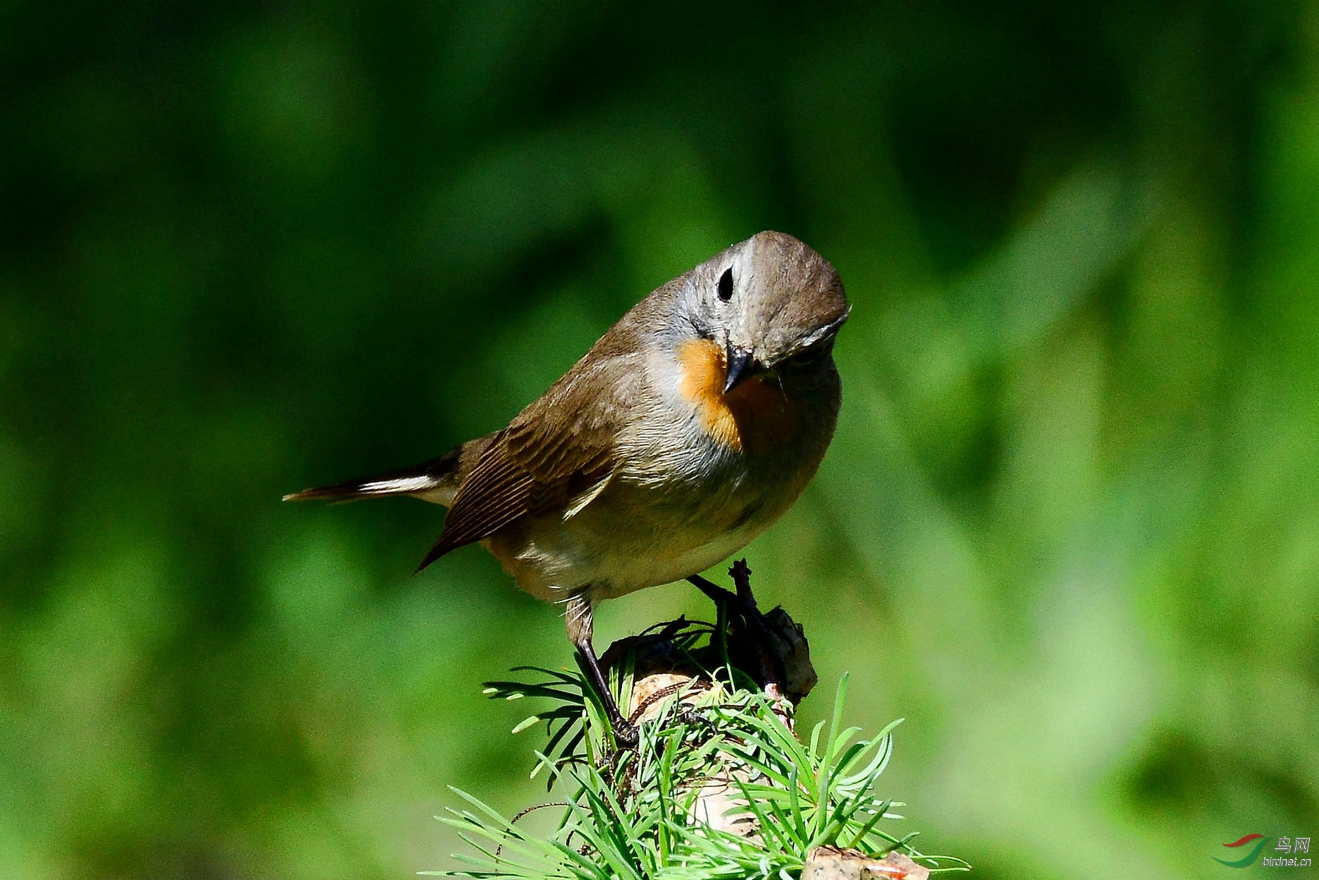 赏心悦目的红喉姬鹟