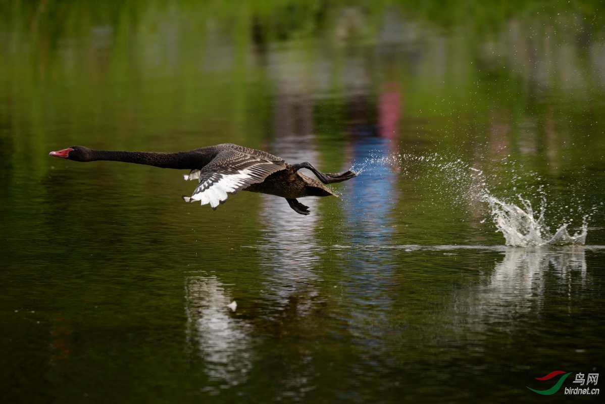 140622北京圆明园·黑天鹅014_调整大小.jpg