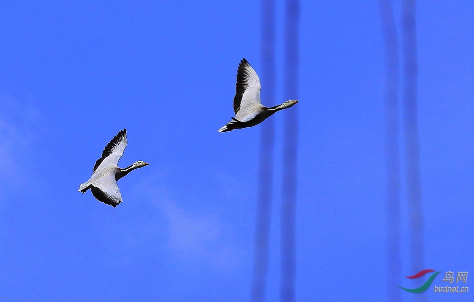 时蓬交欢开青眼 一路追随爱婵媛 《斑头雁求欢记》