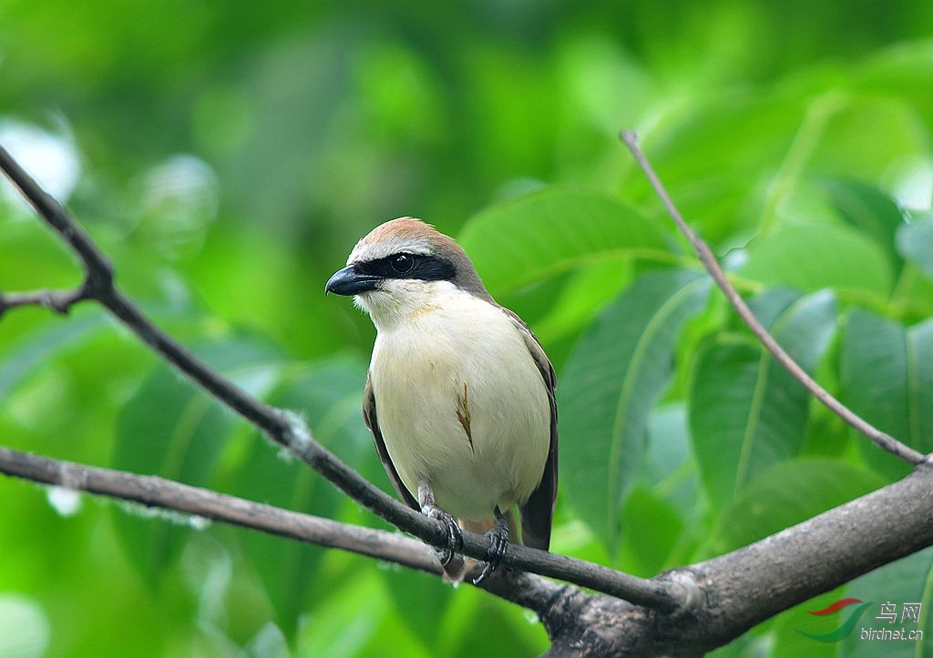 冰城伯劳鸟 (2014)