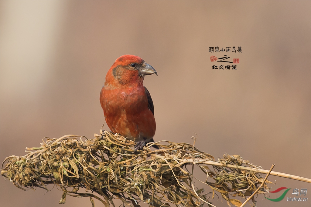 (红交嘴雀)《颐泉山庄鸟集》之红交嘴雀