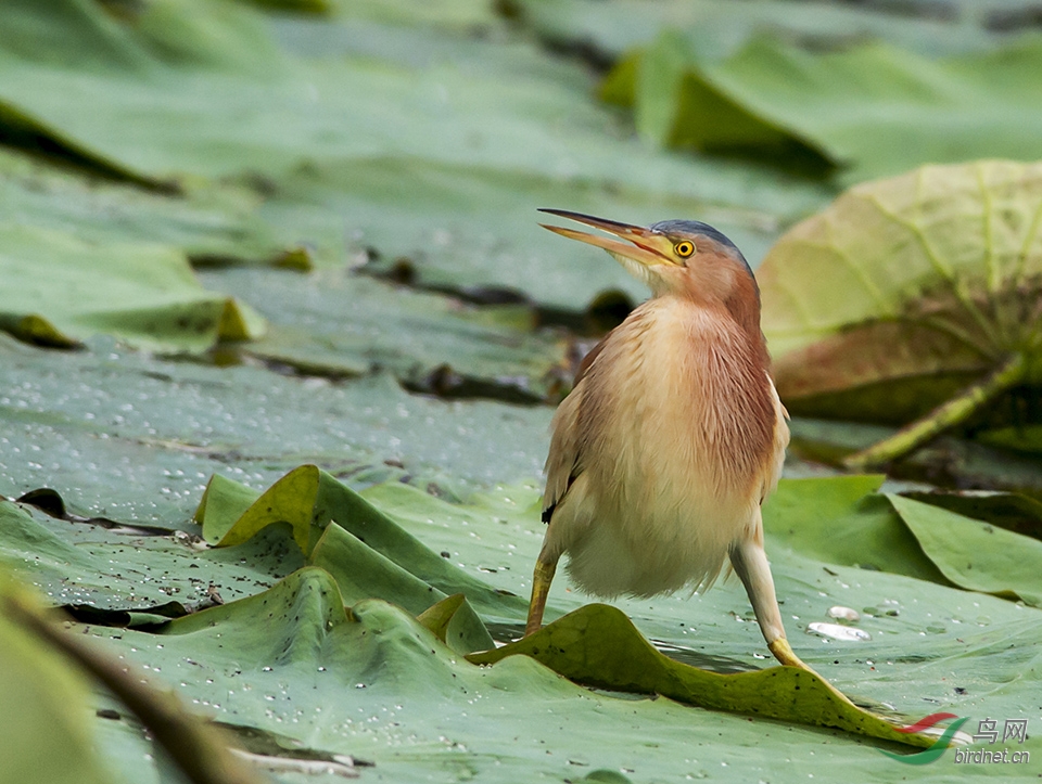 (黄苇鳽)黄斑苇鳽