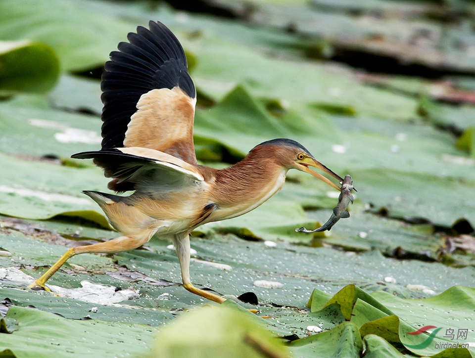 (黄苇鳽)黄斑苇鳽