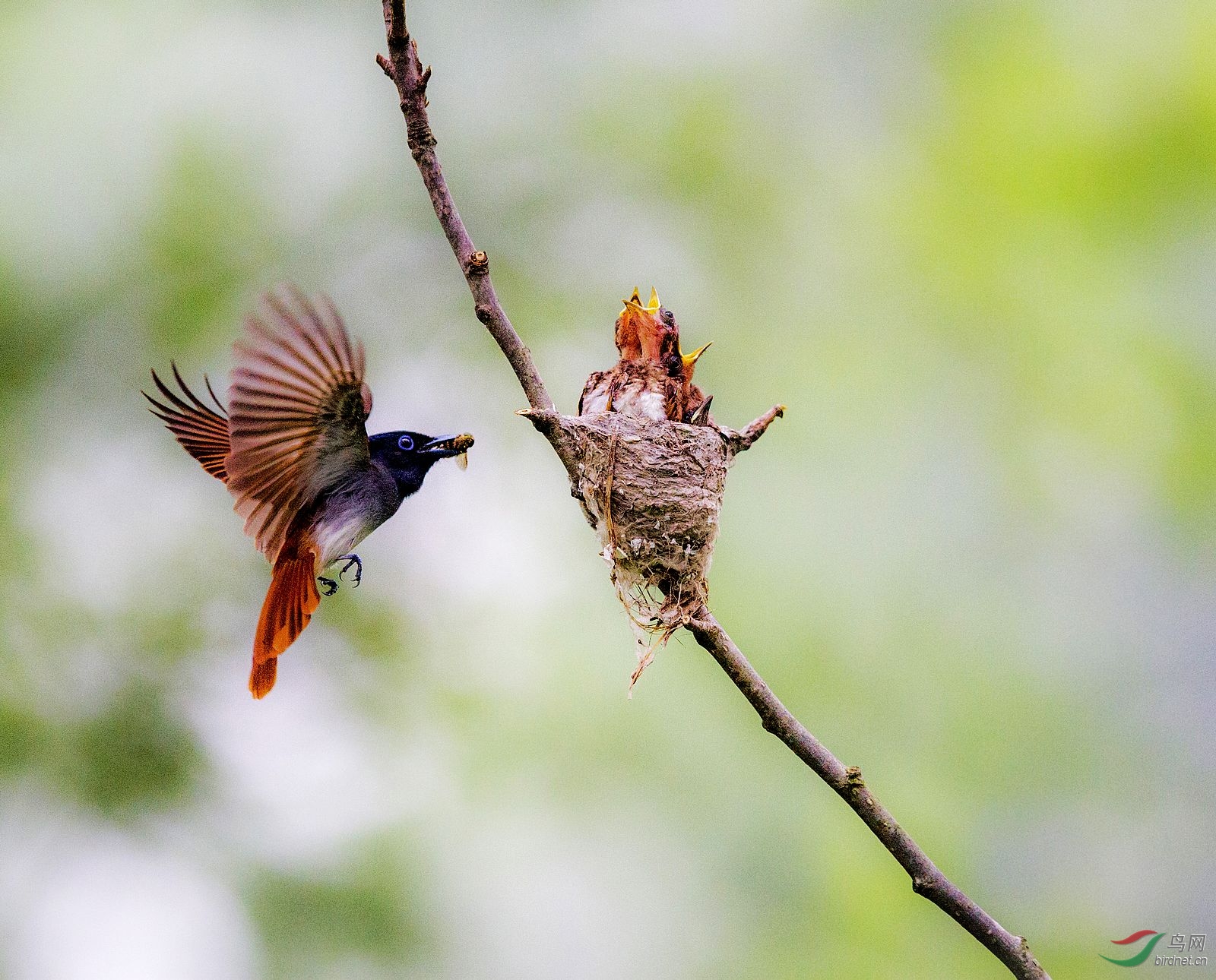 白寿带 - 江苏版 Jiangsu 鸟网