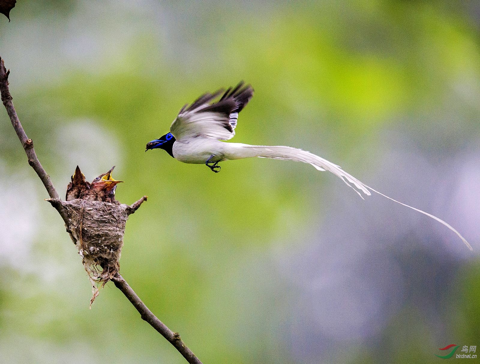 白寿带 - 江苏版 Jiangsu 鸟网