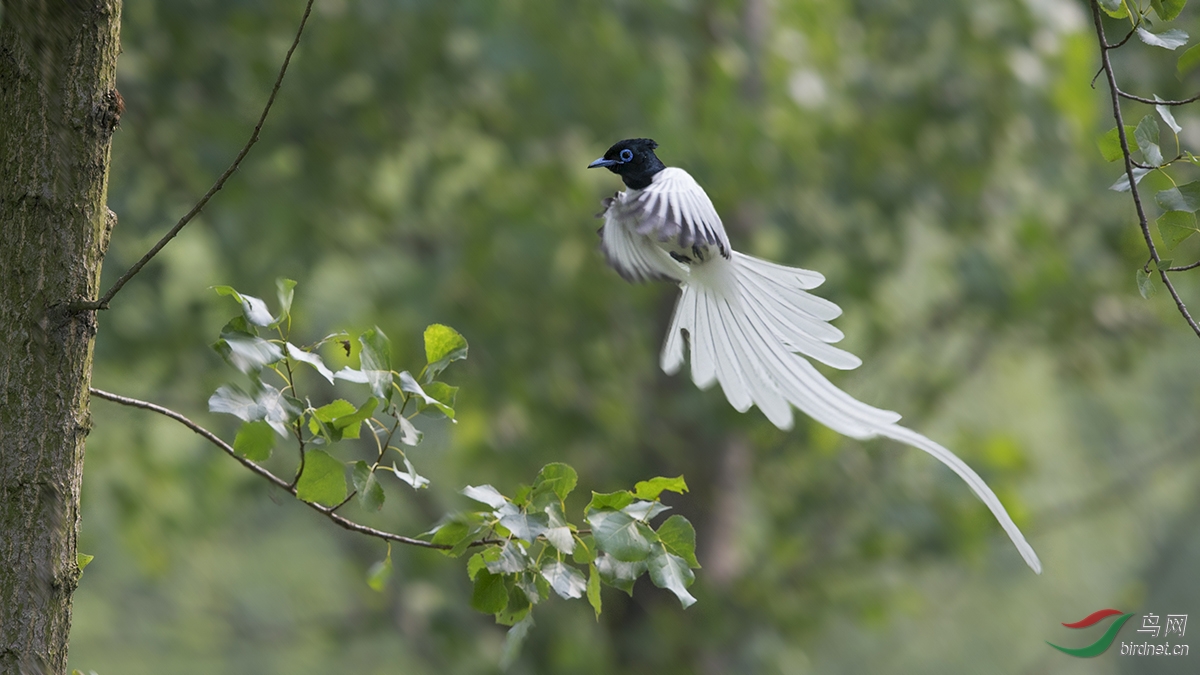 白寿带 - 上海版 Shanghai 鸟网