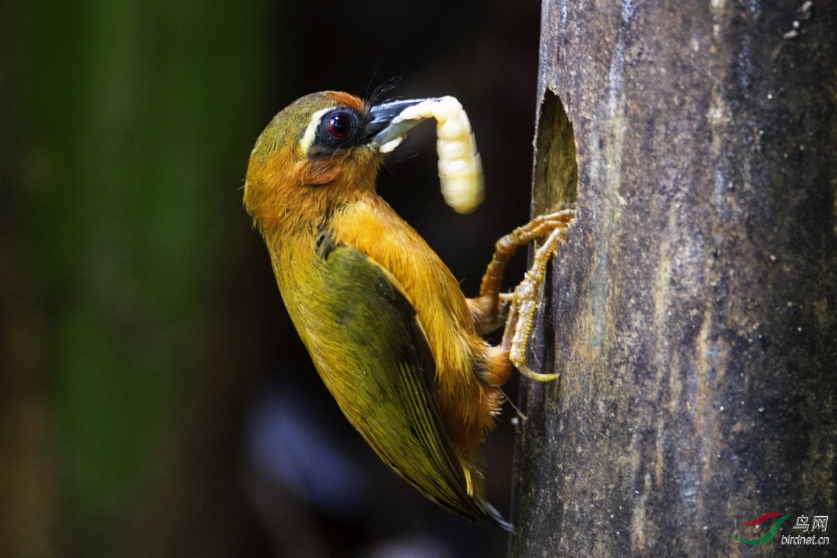 白眉棕啄木鸟 white-browed piculet