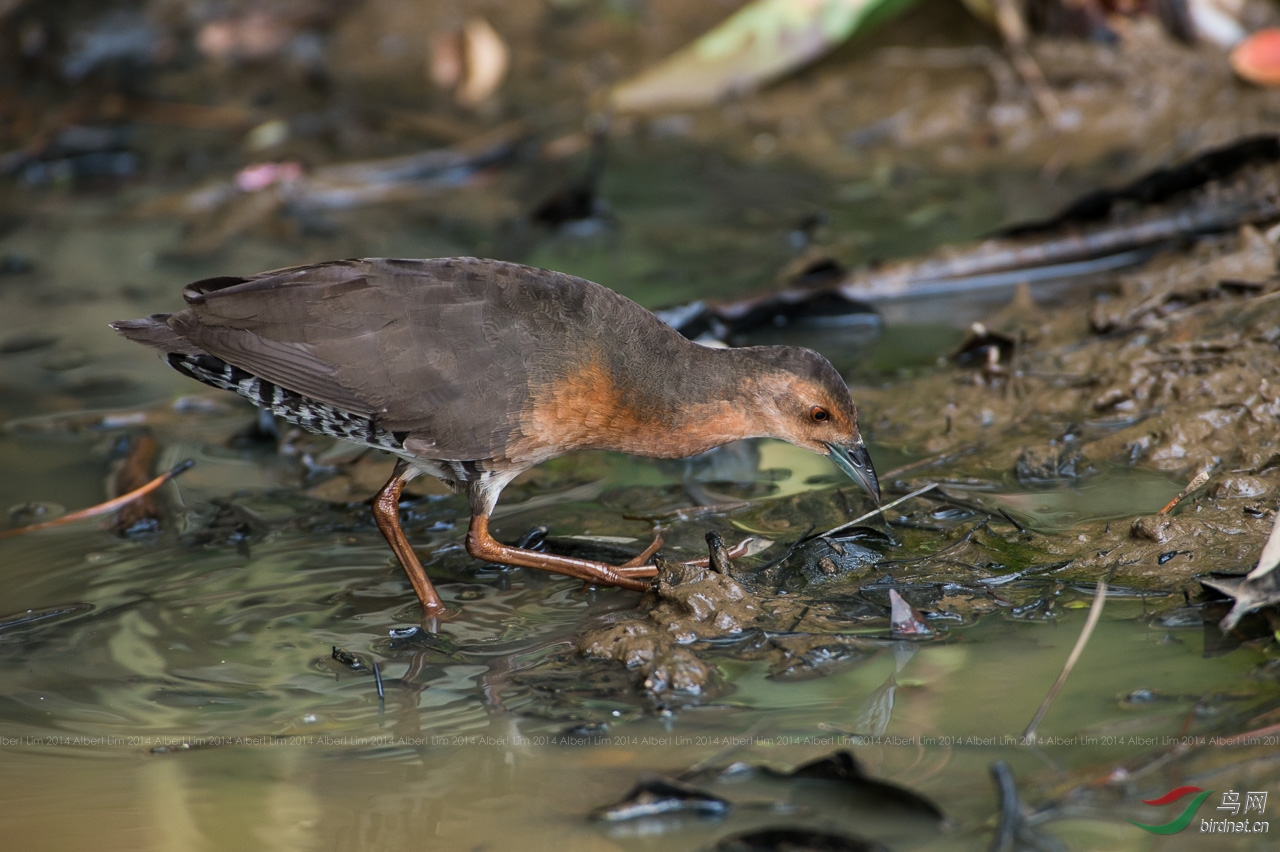 斑胁田鸡 band-bellied crake