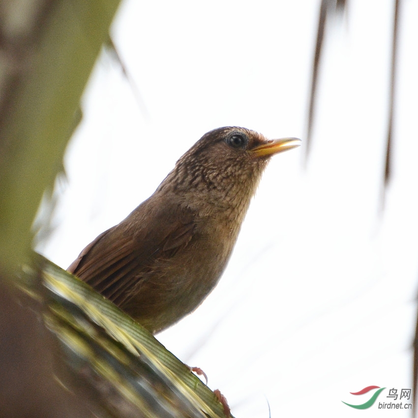 在台湾拍鸟:台湾画眉(特有种) - 林鸟版 Forest B