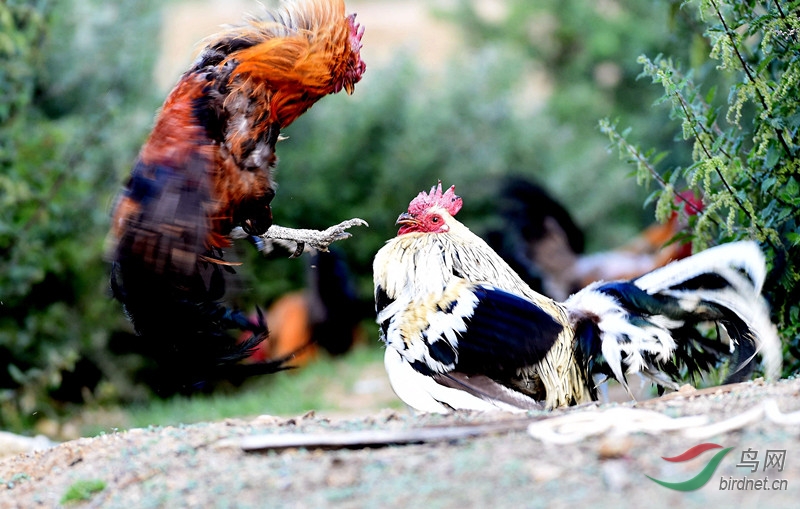 战斗鸡