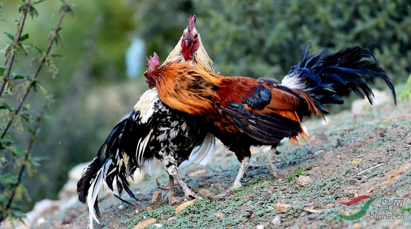 战斗鸡 - 北京版 Beijing 鸟网