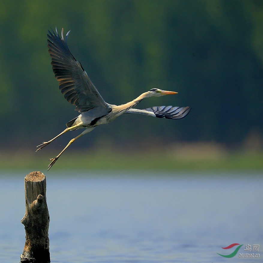 起飞的鸟 003426eeq2gsflvfyyifea.jpg