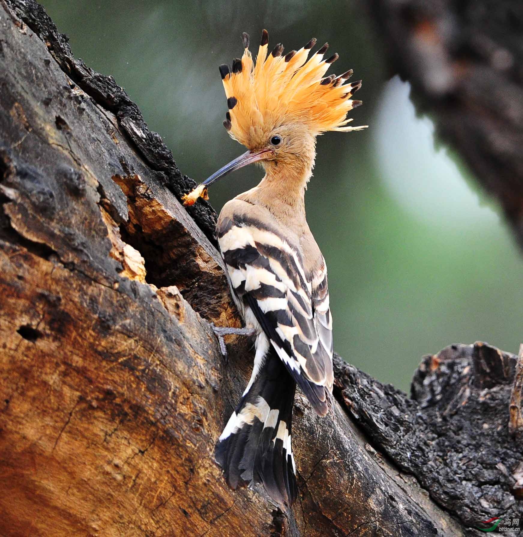 戴圣忙碌的一天。