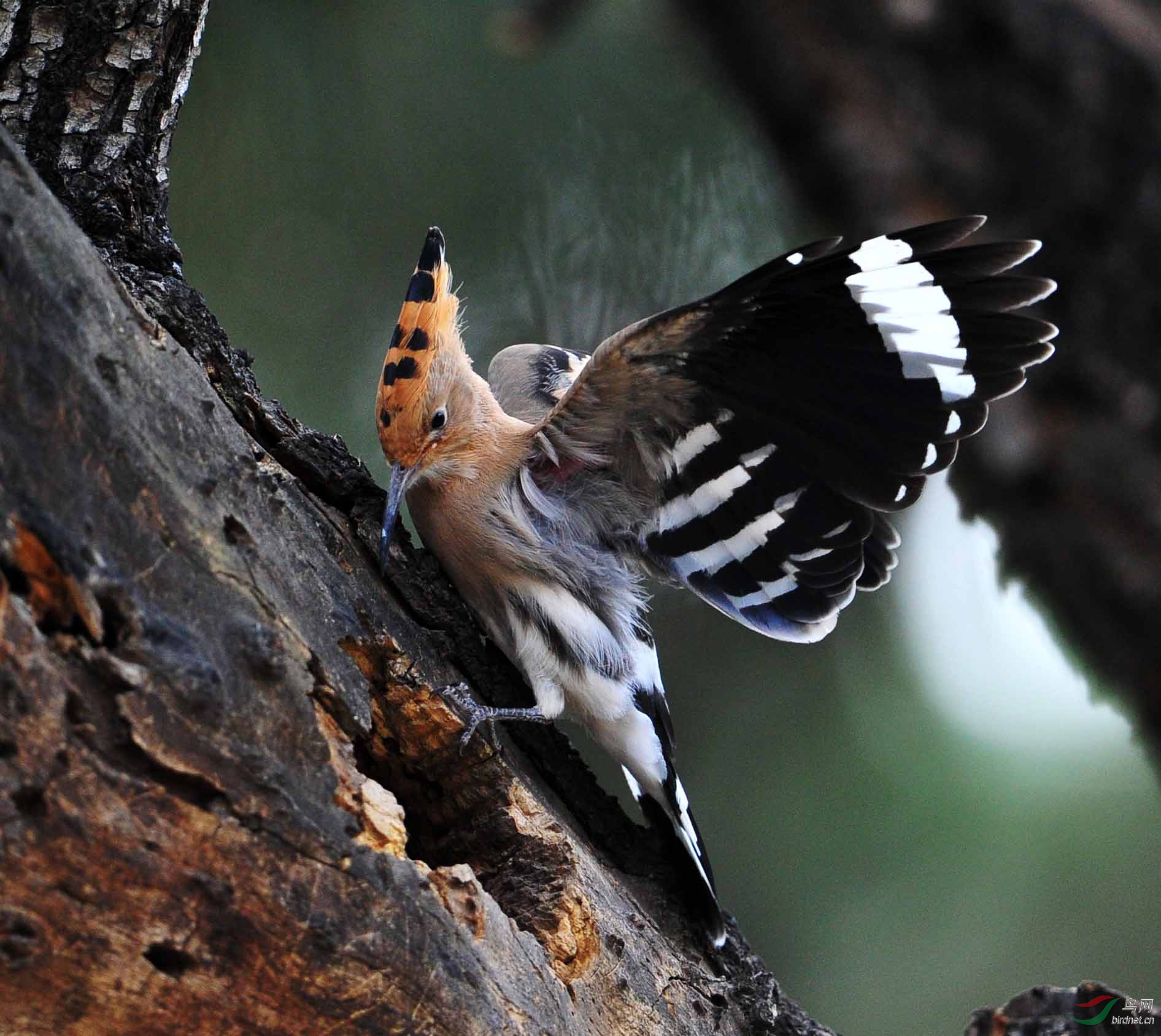 戴圣忙碌的一天。 - 北京版 Beijing 鸟网