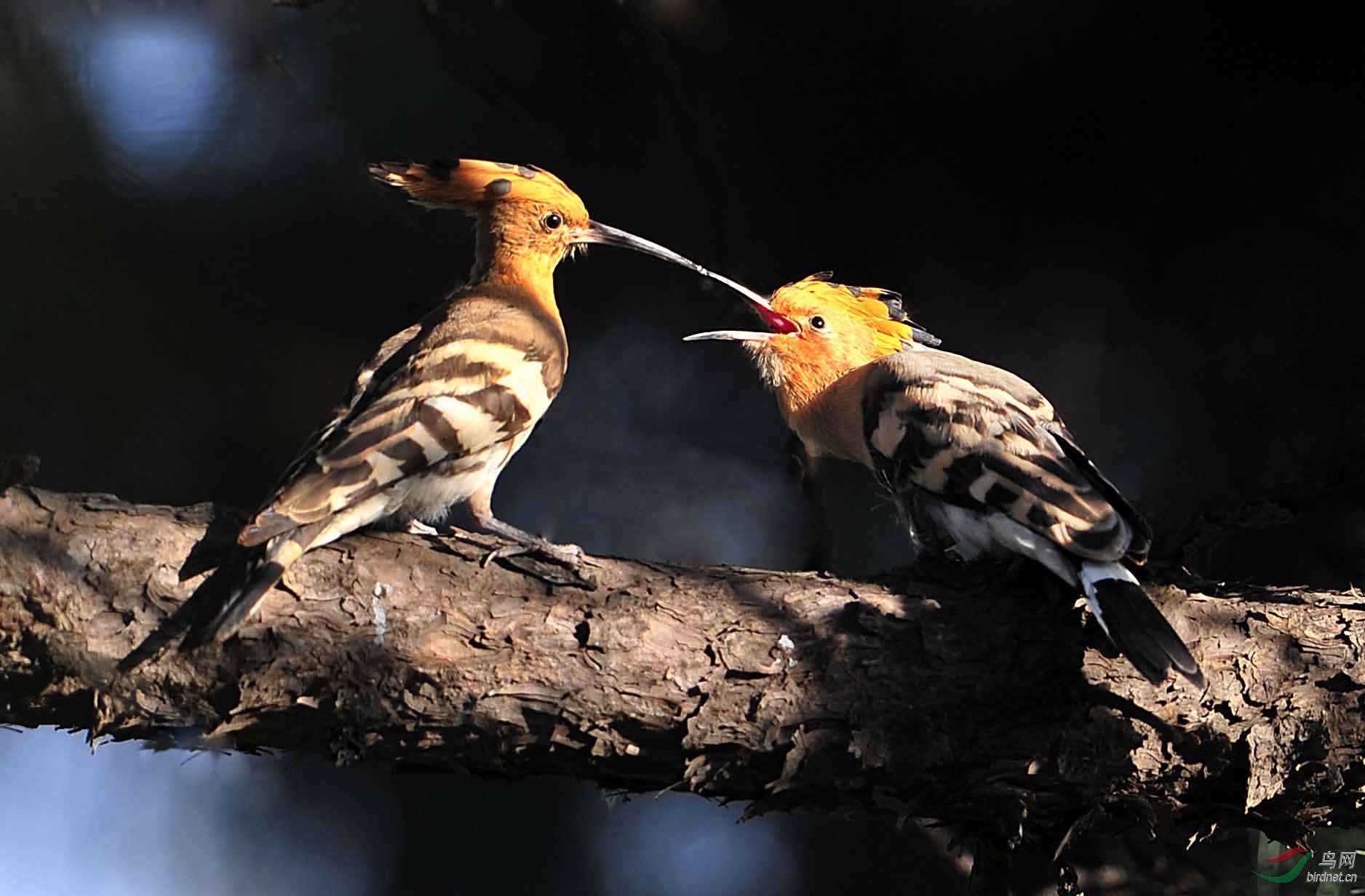 戴圣忙碌的一天。 - 北京版 Beijing 鸟网