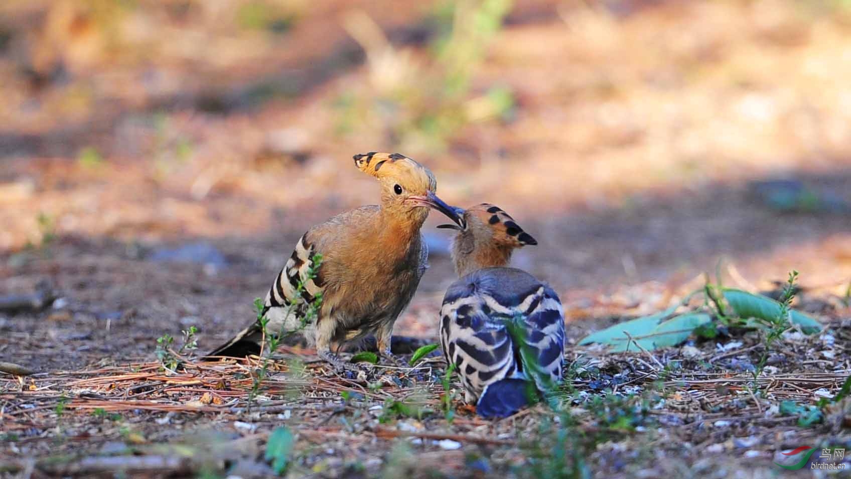 戴圣忙碌的一天。