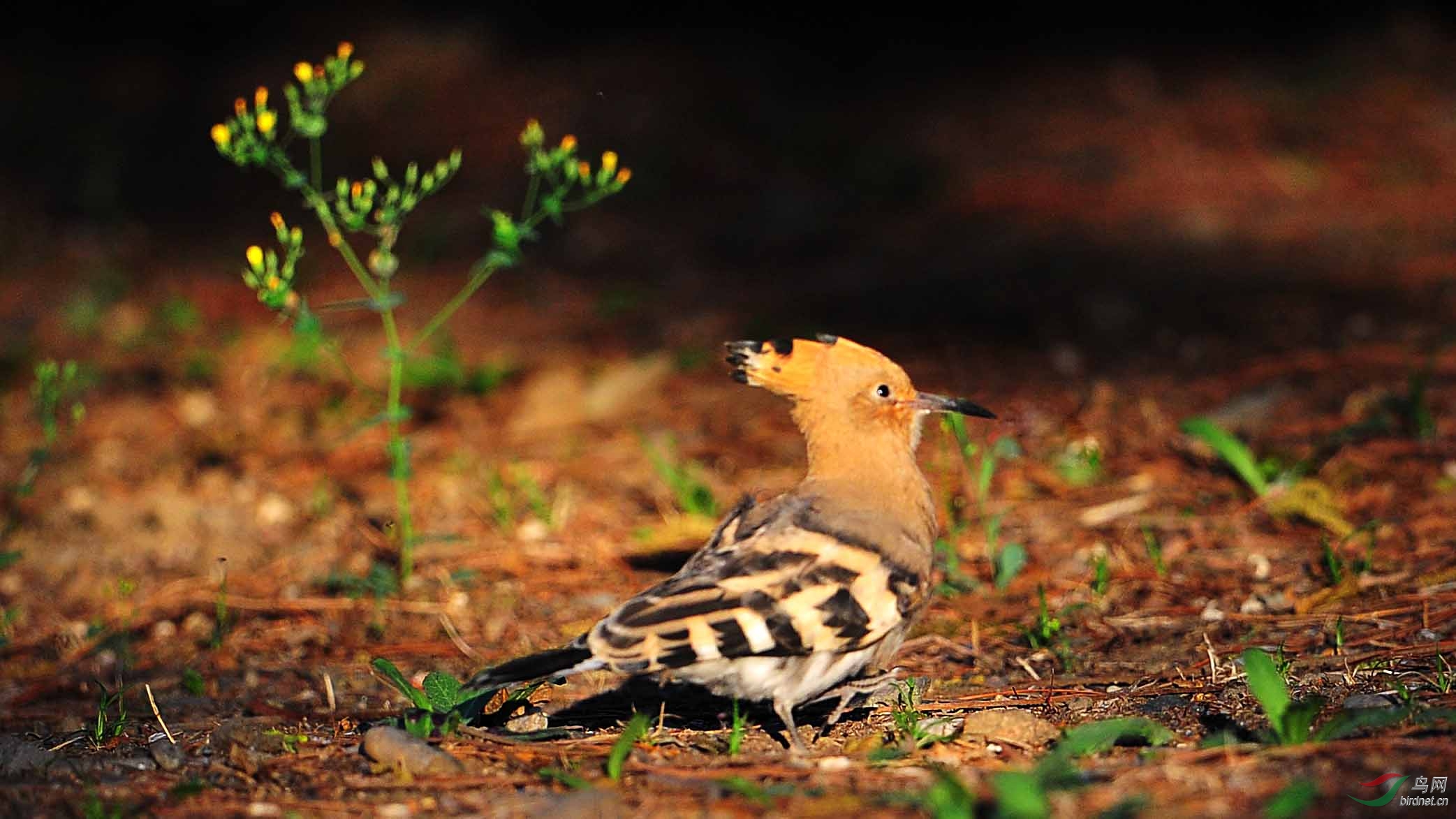 戴圣忙碌的一天。