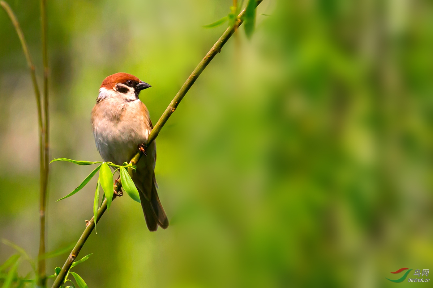 鼠雀什么成语_成语故事简笔画(2)