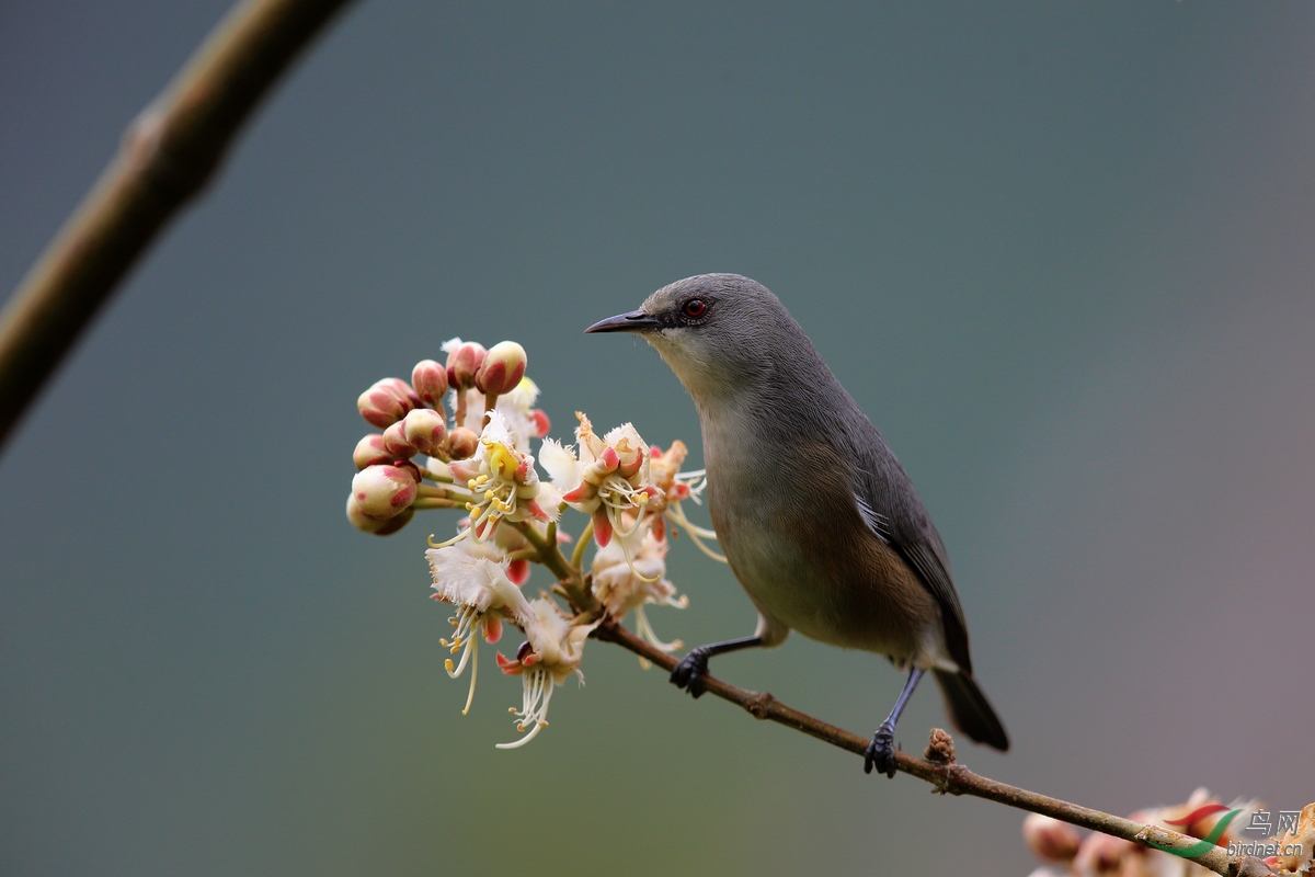 (毛里求斯绣眼鸟)毛里求斯绣眼 & 毛里求斯灰绣眼鸟