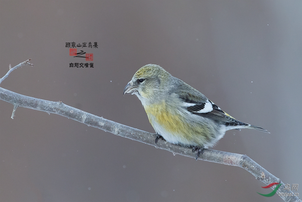 白翅交嘴雀颐泉山庄鸟集之白翅交嘴雀