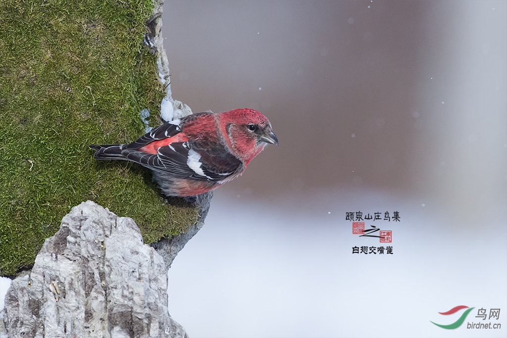 白翅交嘴雀颐泉山庄鸟集之白翅交嘴雀