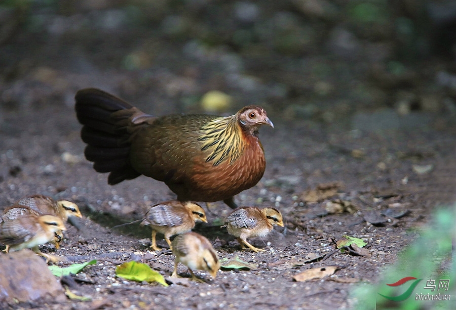 hubei 69 原鸡(母鸡与雏鸡)  泰国南部丛林中的野生原鸡(母鸡与雏鸡