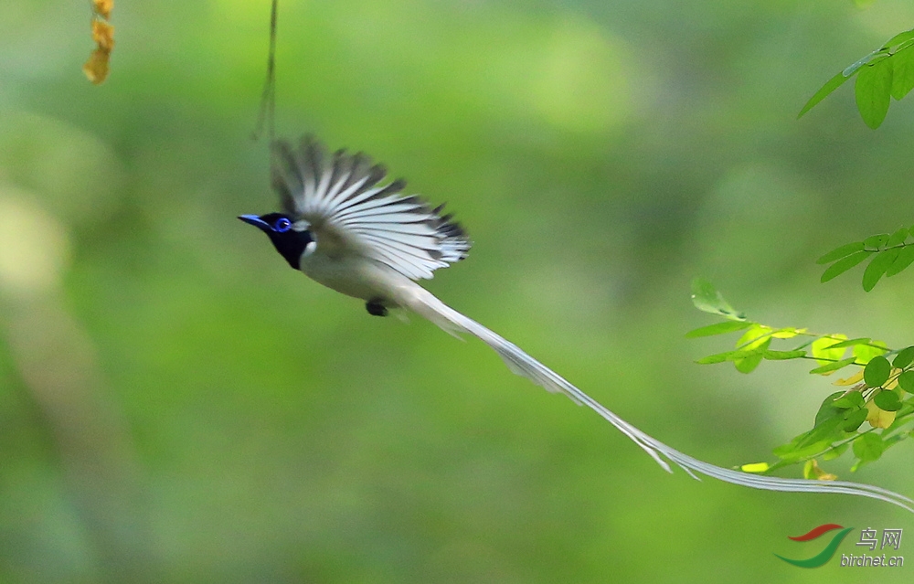 白寿带 - 三门峡生态 鸟网