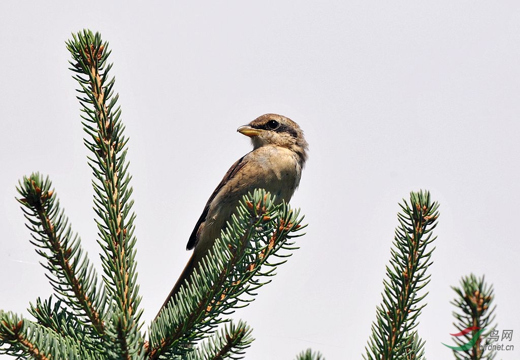 羽毛渐丰满的红尾伯劳鸟 (2014) - 林鸟版 Fore