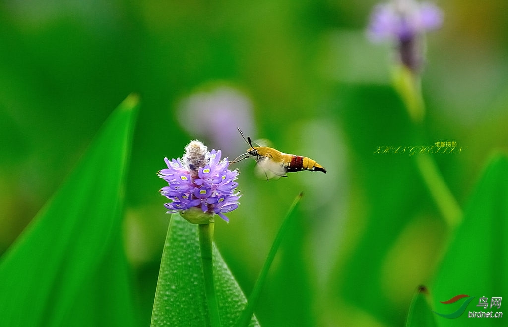 蜂鸟鹰蛾和湖边的小精灵