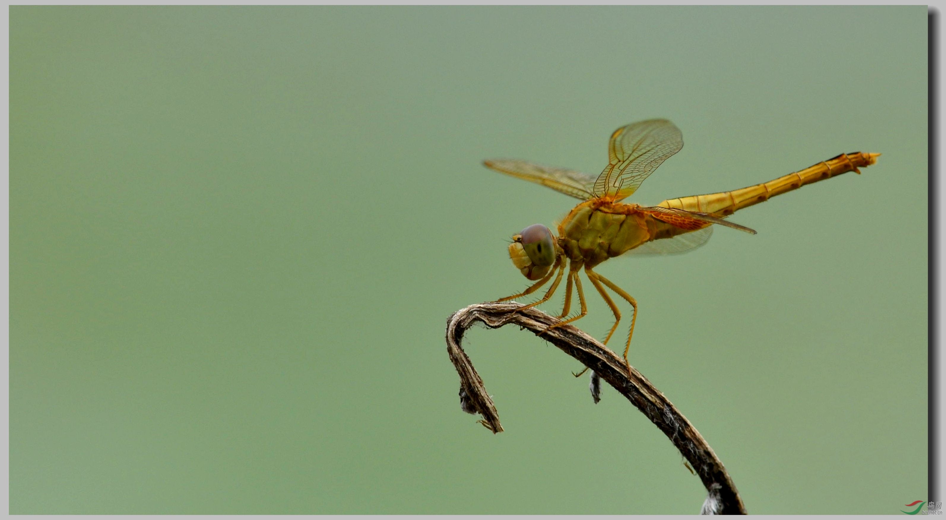 有意思的几张蜻蜓片 - 昆虫视界 Insects 鸟网