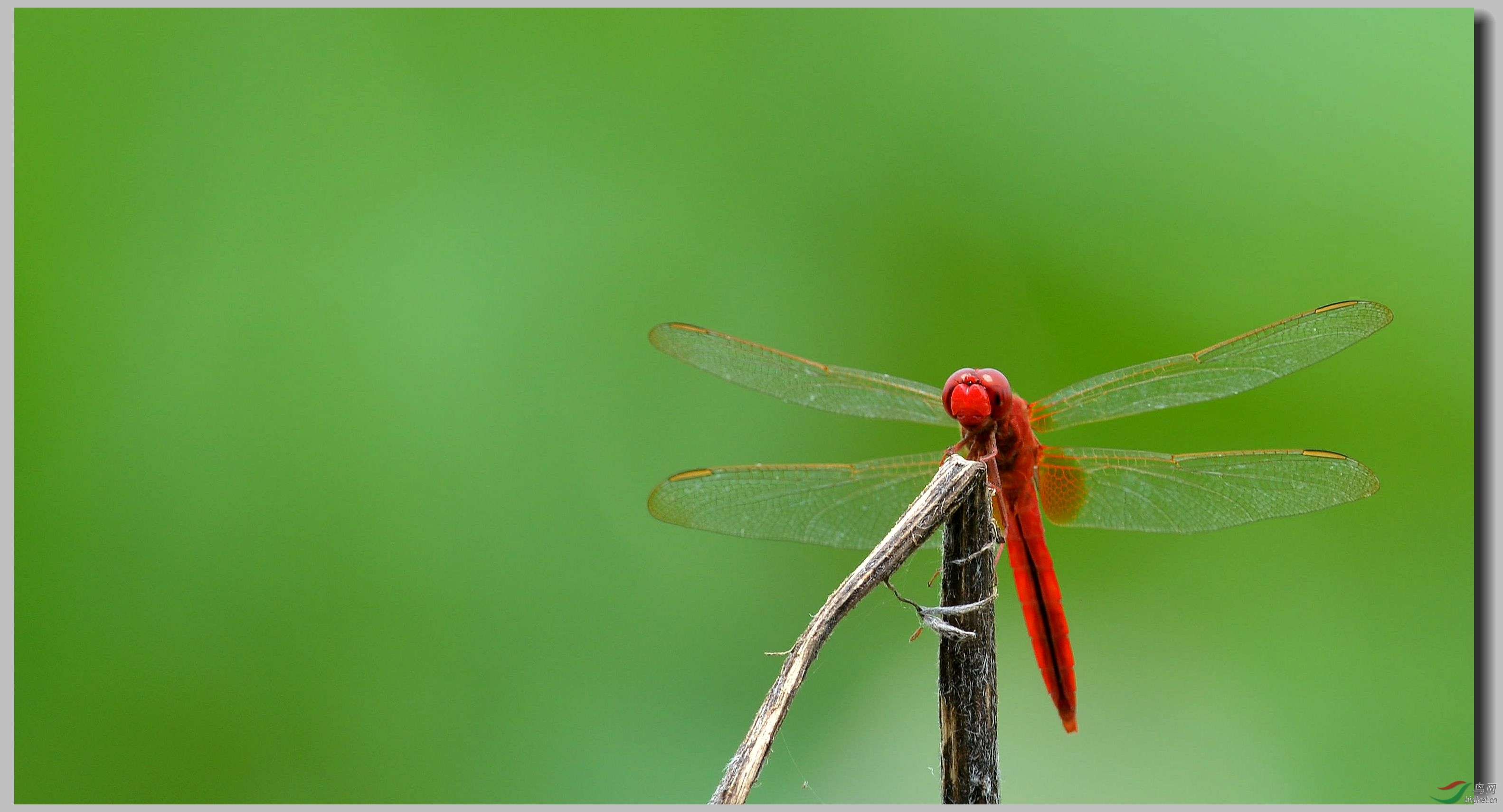 有意思的几张蜻蜓片 - 昆虫视界 Insects 鸟网
