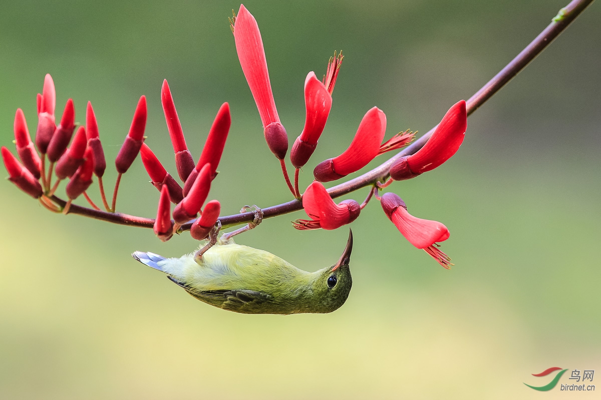 叉<em>尾妹</em> - 安徽版 Anhui 鸟网